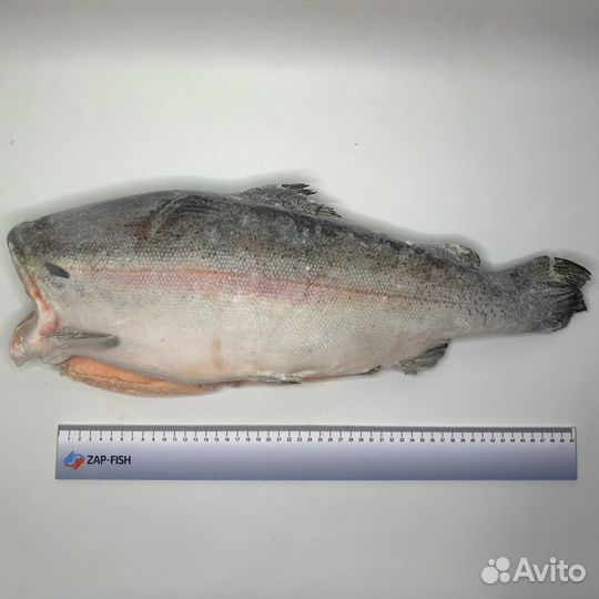 Форель морская