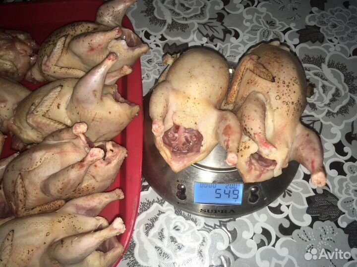 Инкубационное яйцо перепела техасец утяжеленный