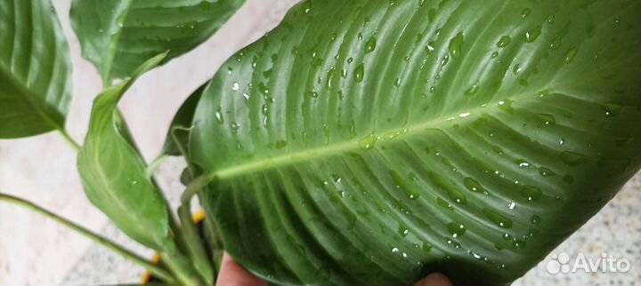 Спатифиллум