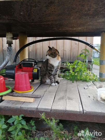 Кошка в дар бесплатно