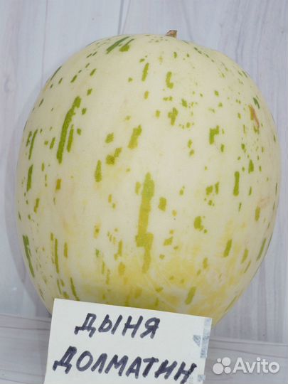 Семена кабачков, дыни и огурца белого