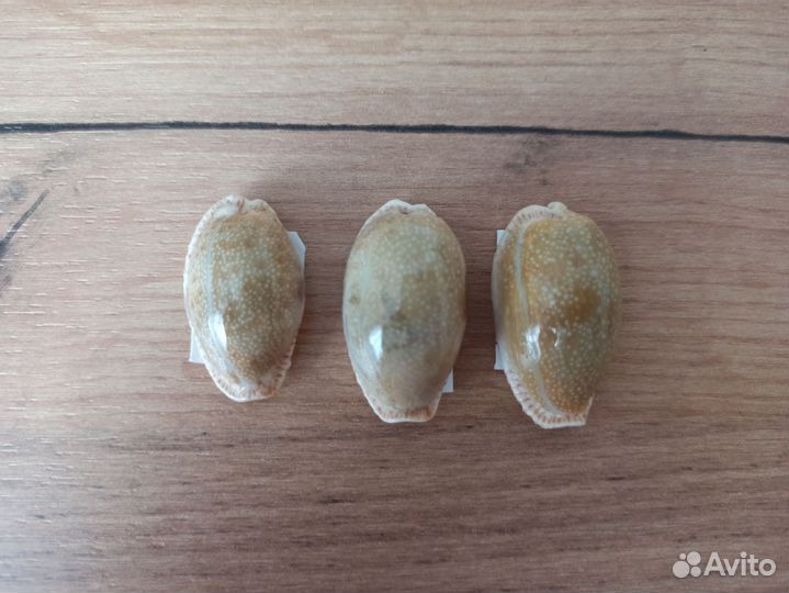 Морские раковины