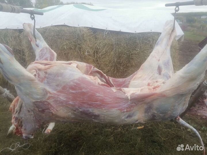 Мясо деревенское Халяль. оптом и в розницу