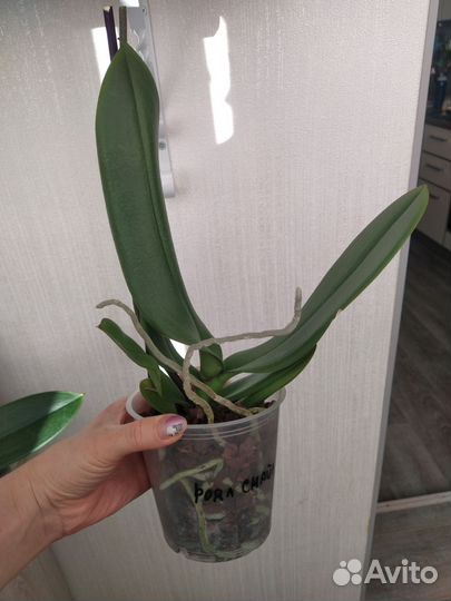 Орхидея фаленопсис оцветашки