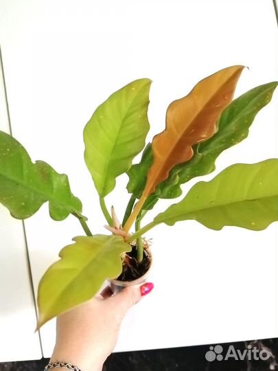 Филодендроны