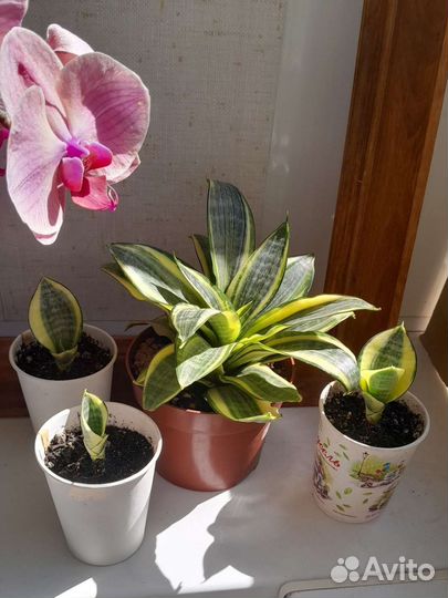 Сансевиерия ханни голд детка