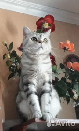 Вязка, британец