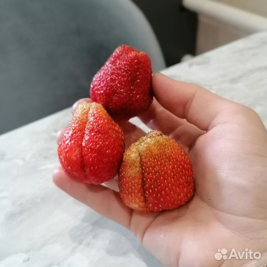 Усы клубники, земляники