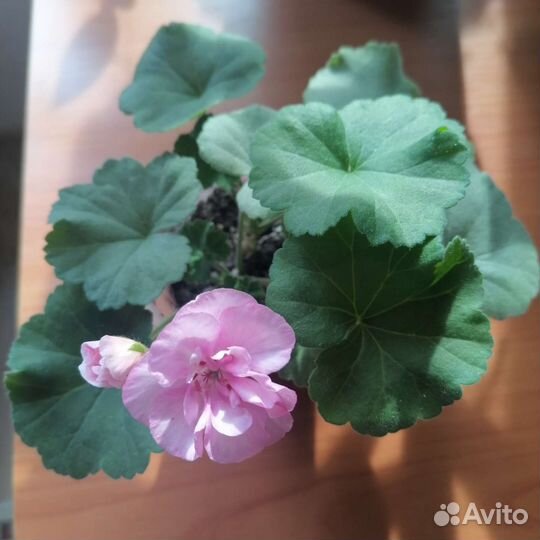 Укорененные черенки сортовой герани