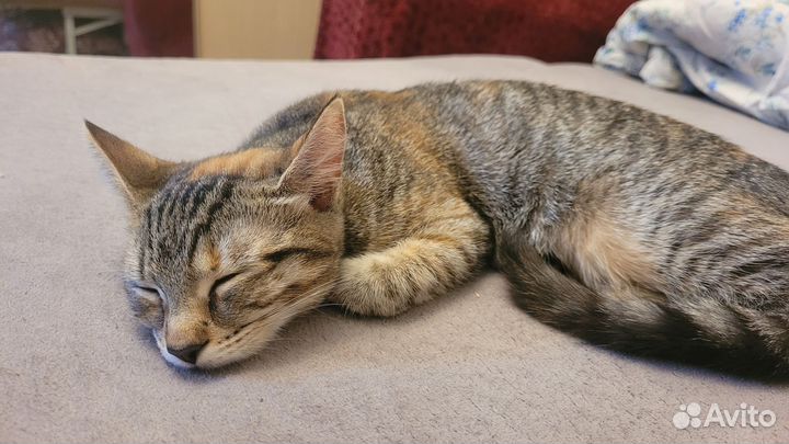 Котенок девочка