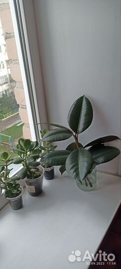 Фикус каучуканосный отросток