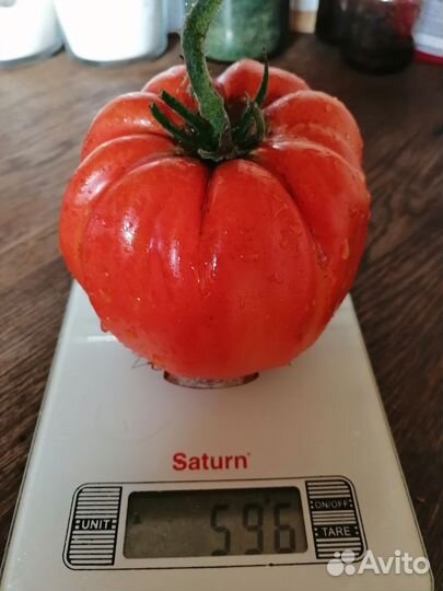 Рассада сортовых томатов