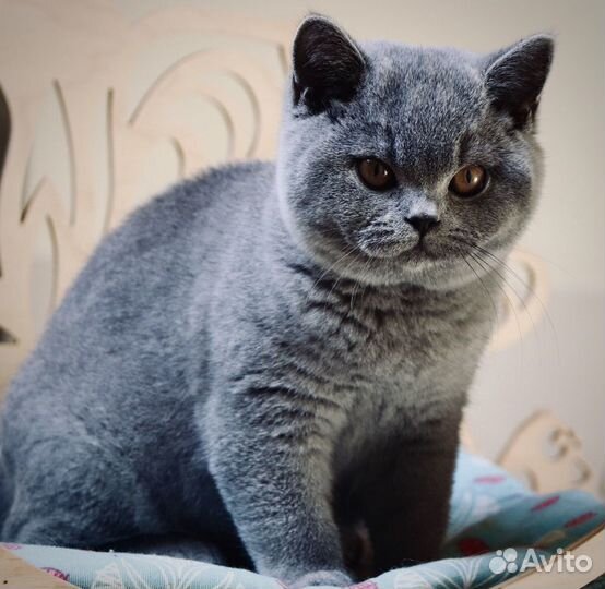 Чистокровные короткошёрстные британские котята