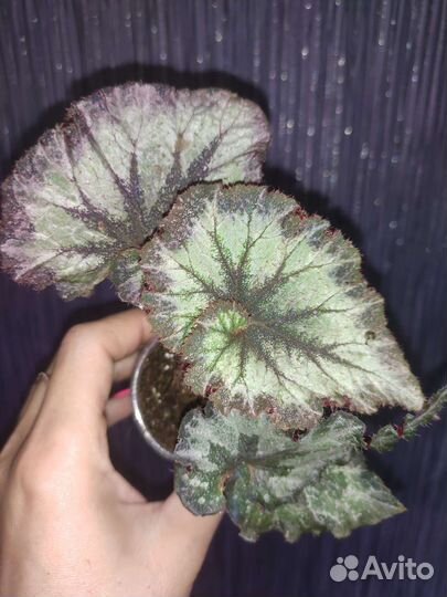 Бегонии набор 4