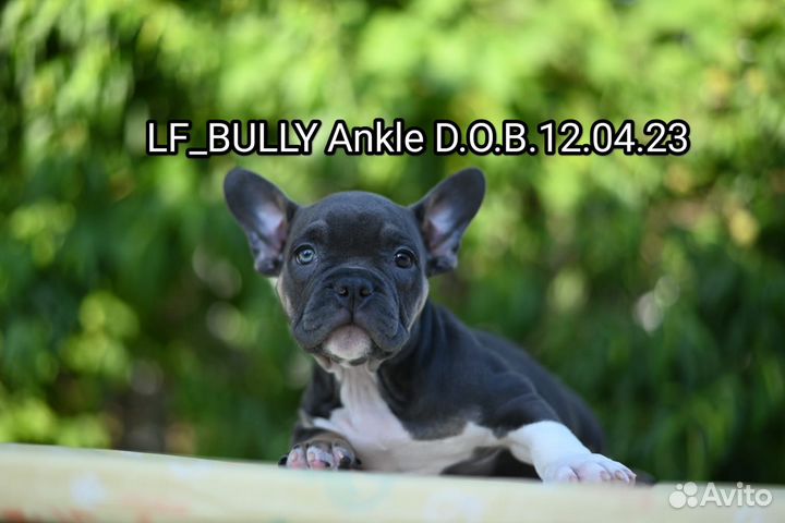 Щенок Американского Булли покет