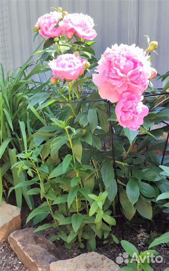 Подставка под пионы