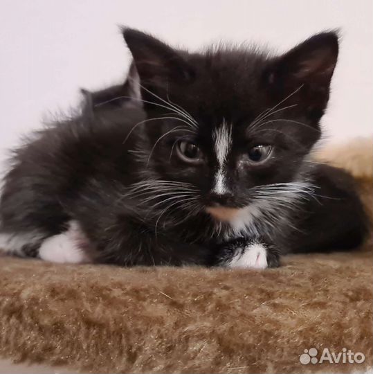 Котодети в подарок, только в добрые-добрые руки:)