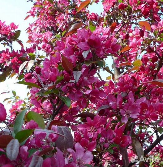 Саженцы яблони Ред Кетти