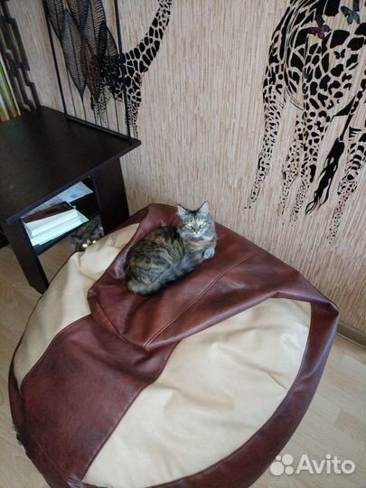 Передержка Домашних Животных