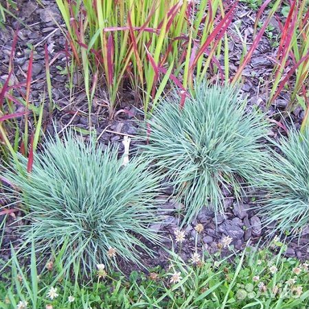 Овсяница сизая саженцы