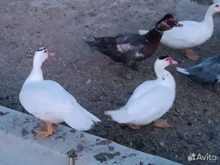 Утки тяжёлой линии,селезни