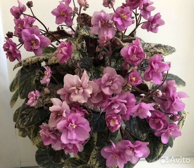 Укорененные листики фиалок