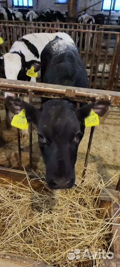 Бычки телята