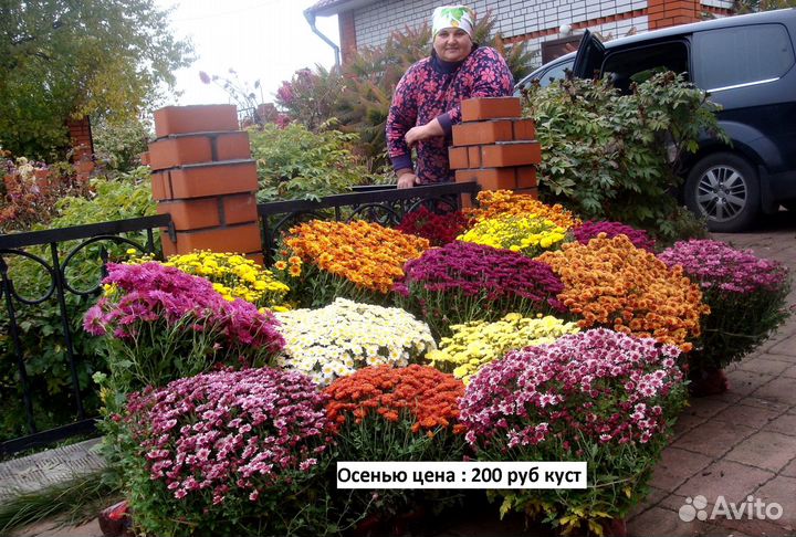 Хризантемы