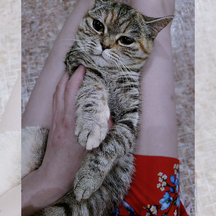 Кошка