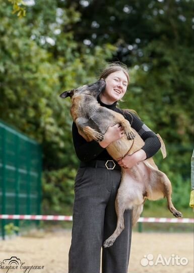 Дрессировка, воспитание, показ на выставке собак