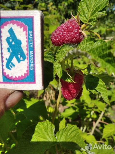 Рассада малины