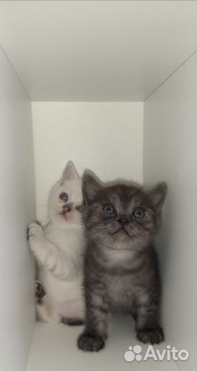 Шотландские котята