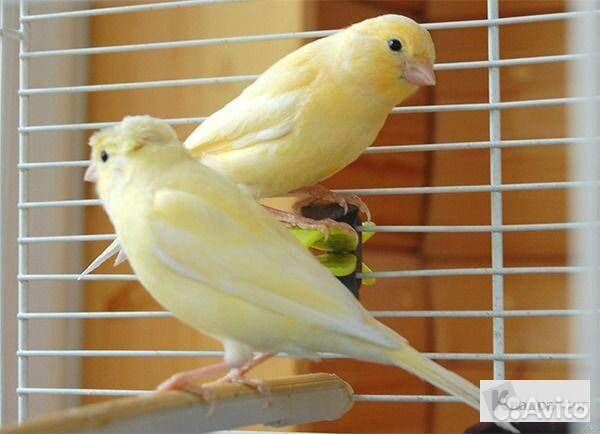 Канарейки