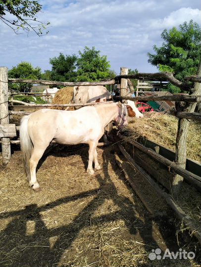 Продаю пони