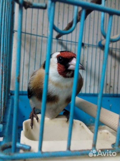 Певчие птицы(Омск)