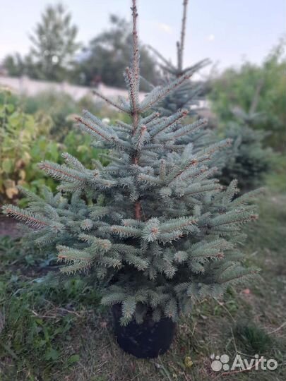 Голубая ель