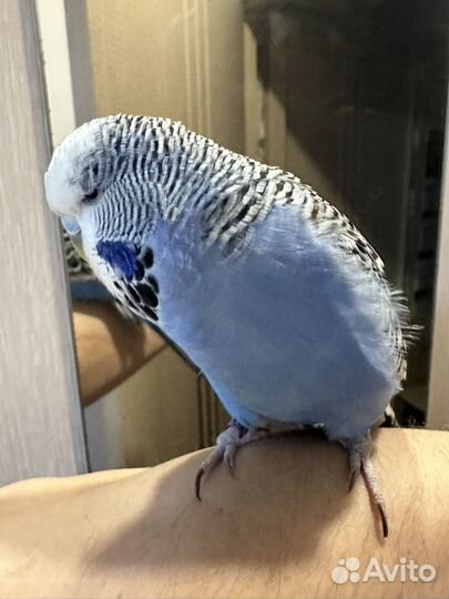 Попугайчик