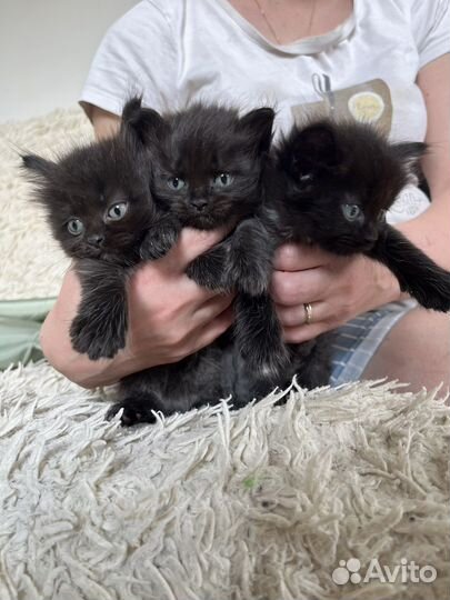 Котята + мешок наполнителя в подарок