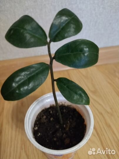 Фикус бенджамина, замиокулькас(долларовое дерево)