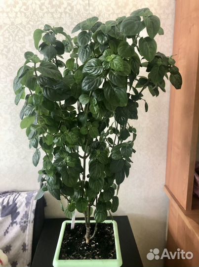 Барлерия голубая-редкое комнатное растение