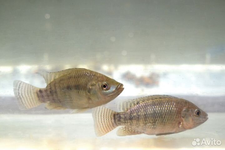 Африканский Окунь (Тиляпия) малек