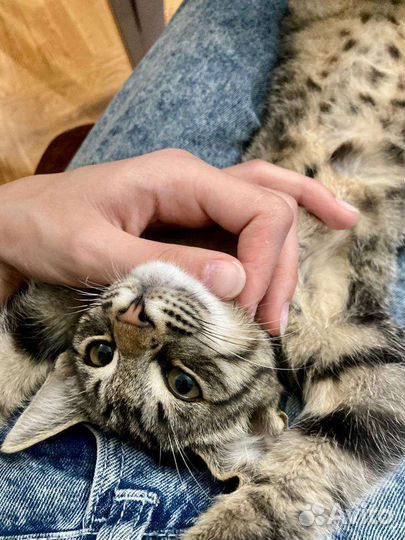 Кошка в дар