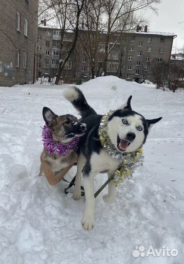 Собака в добрые руки