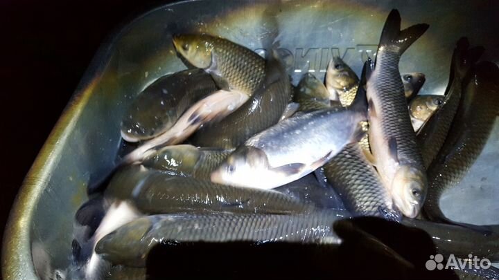 Белый амур, толстолобик