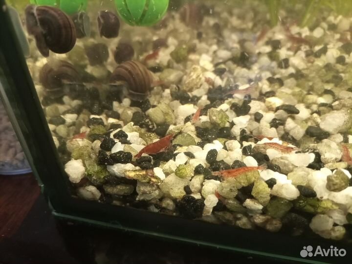 Роголистник, креветки, меченосцы