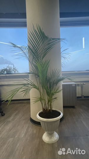 Хамедорея изящная
