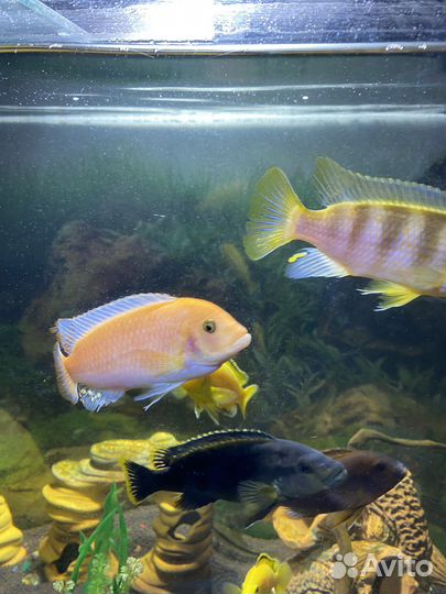 Рыбы цихлиды