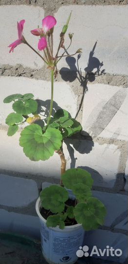 Герань пеларгония