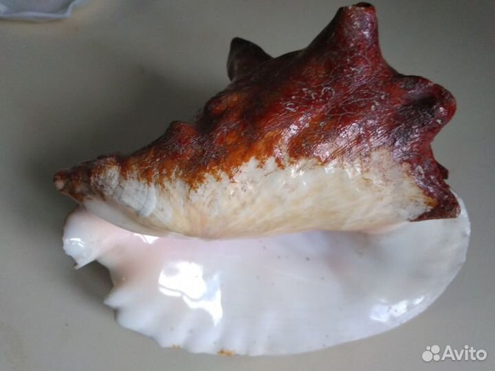 Ракушка декоративная