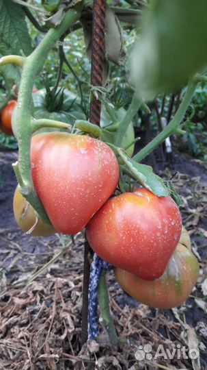 Семена коллекционных томатов ч.1